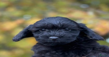 Maltipoo honden prachtige mini doodles - Advertentie 8