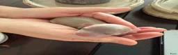 Chihuahua honden te koop: Chihuahua pups 1 reutje beschikbaar nog  - Advertentie 5
