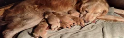 Goldador honden te koop: Goldenretriever x labrador pups  - Advertentie 4