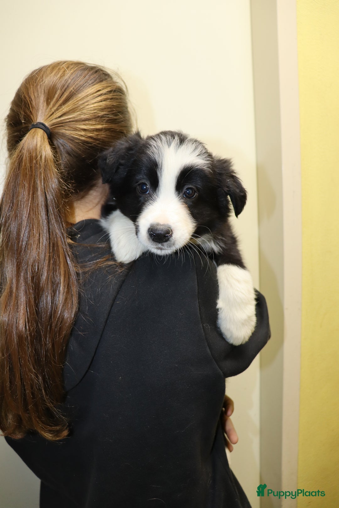 Border Collie honden te koop: Super Schattige border collie pups te koop - Advertentie 21