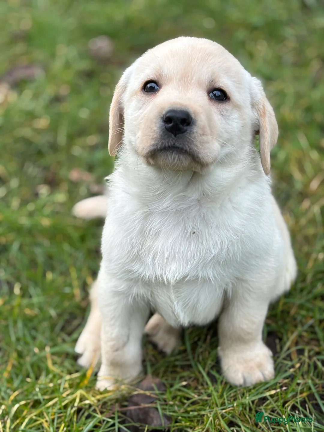 Labrador Retriever honden te koop: Prachtige gele Labrador pups, reutjes  - Advertentie 7