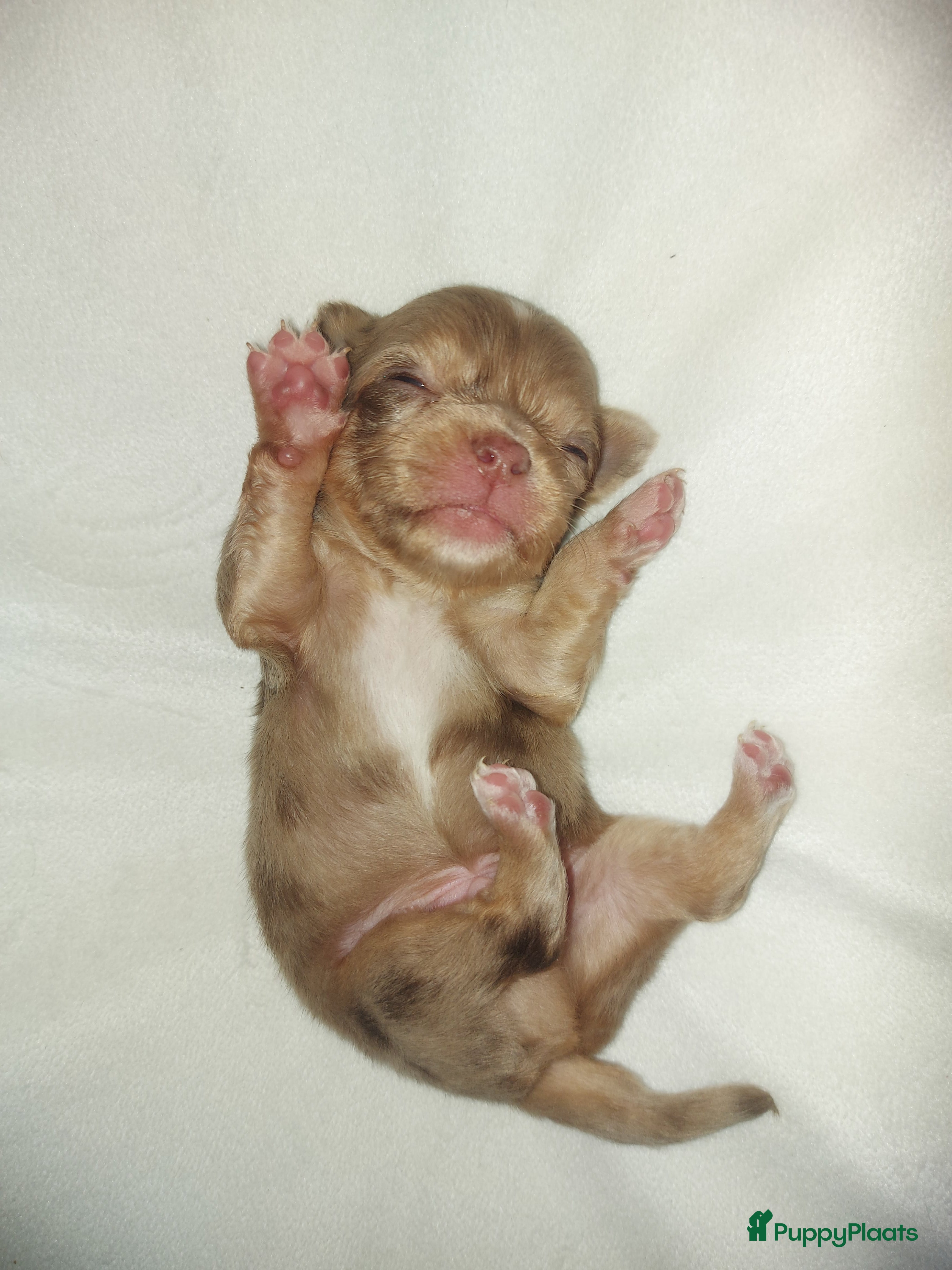 Chihuahua honden Prachtige pupjes - Advertentie 5