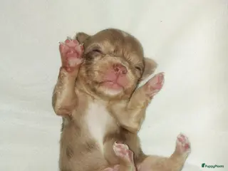 Chihuahua honden Prachtige pupjes - Advertentie 5