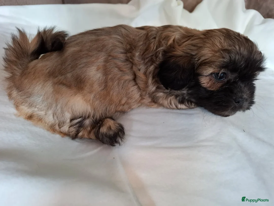 Kruising honden te koop: Mooi nestje boomerpups  - Advertentie 19