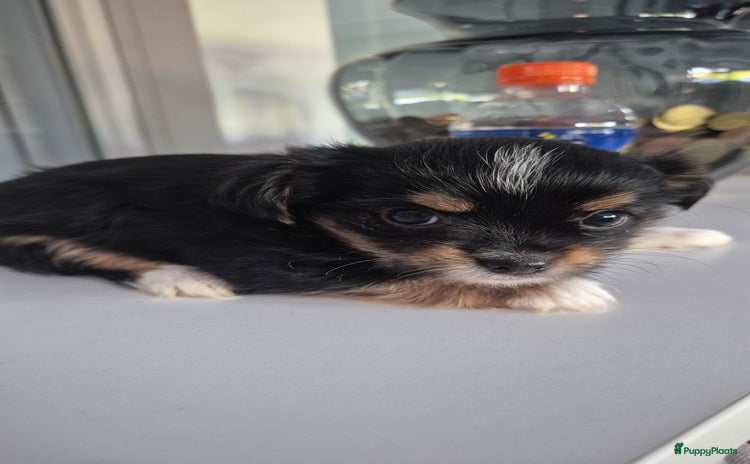 Chorkie honden - Advertentie 1