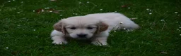 Golden Retriever honden te koop: Golden Retriever pup met stamboom - Advertentie 9
