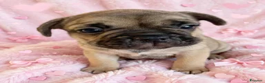 Franse Bulldog 2