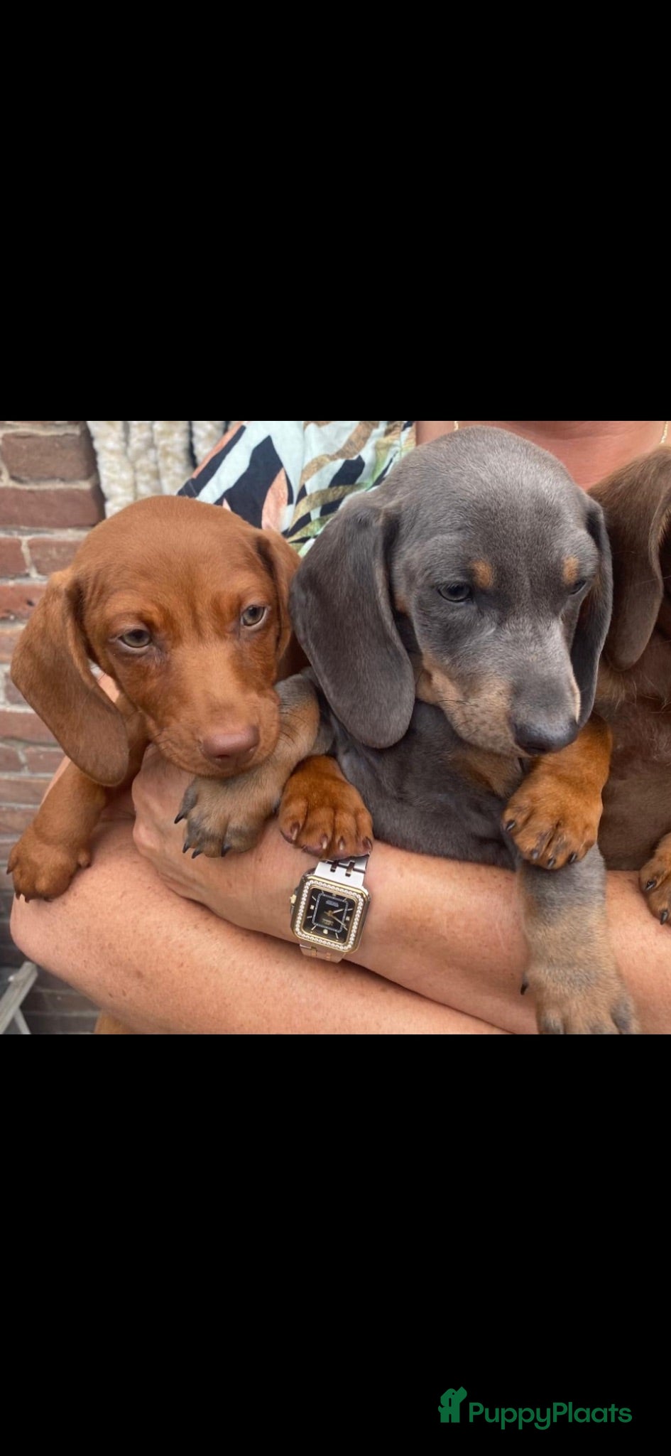 Teckel (korthaar)  honden Kaninchen x dwerg teckel - Advertentie 2