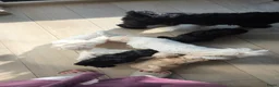 Lhasa Apso honden te koop: Lhasa Apso pups in Helmond - Advertentie 6