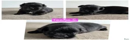Shih Tzu honden te koop: Mooie lieve shih-tzu pups. - Advertentie 5