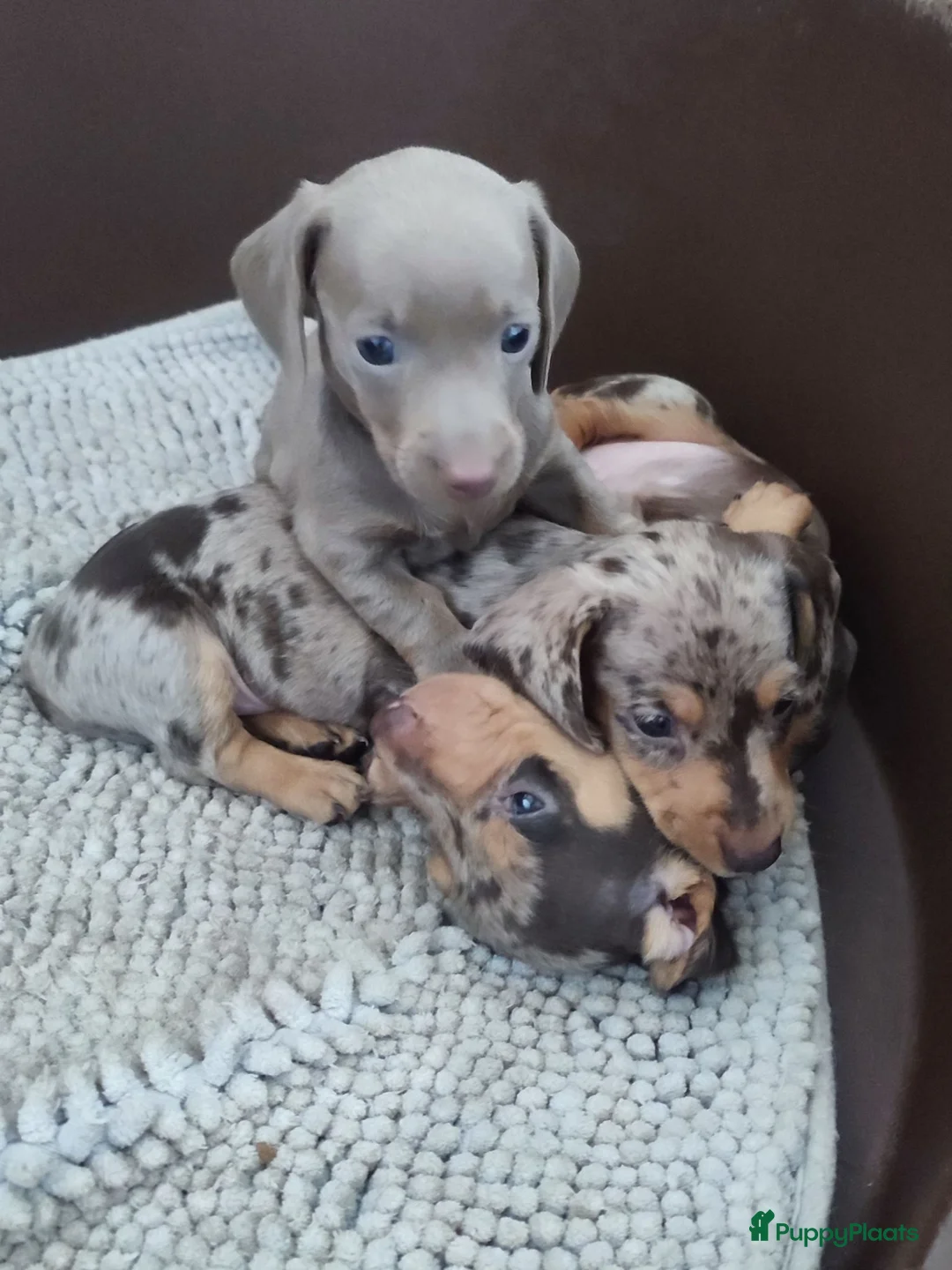 Teckel (korthaar)  honden te koop: Mooie dwergteckeltjes, aparte kleurtjes - Advertentie 2