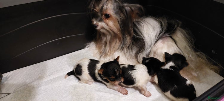 Yorkshire Terriër honden - Advertentie 3