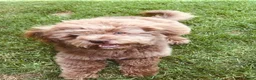 Boomer honden te koop: Lieve boomer pups  - Advertentie 2
