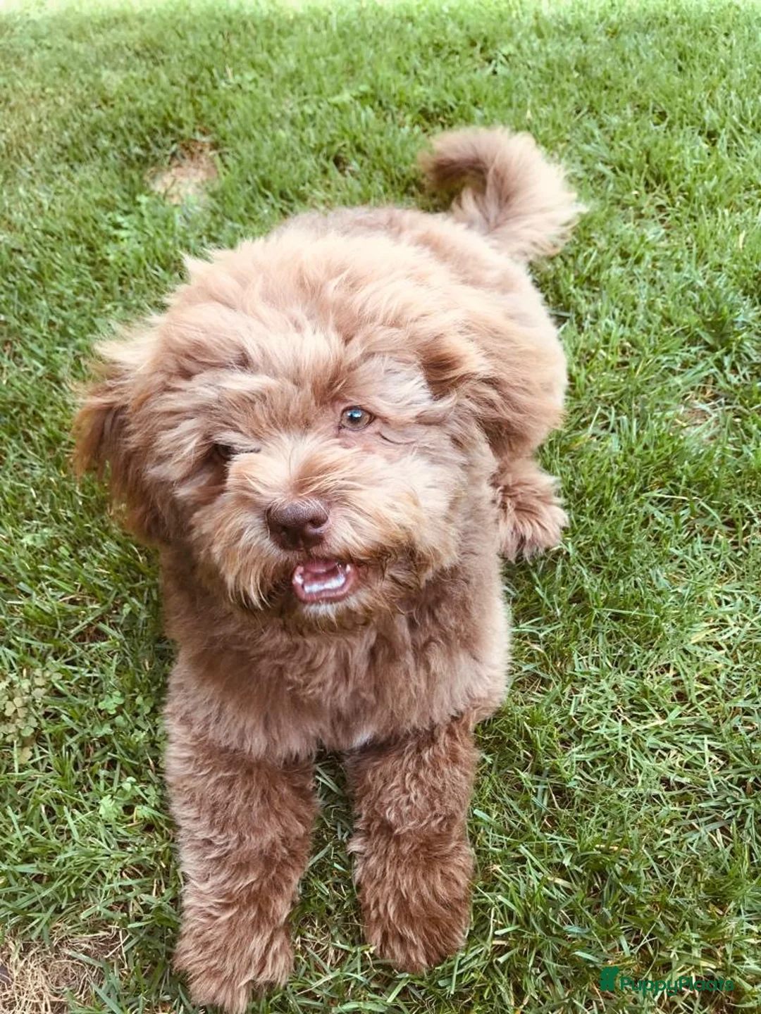 Boomer honden te koop: Lieve boomer pups  - Advertentie 2