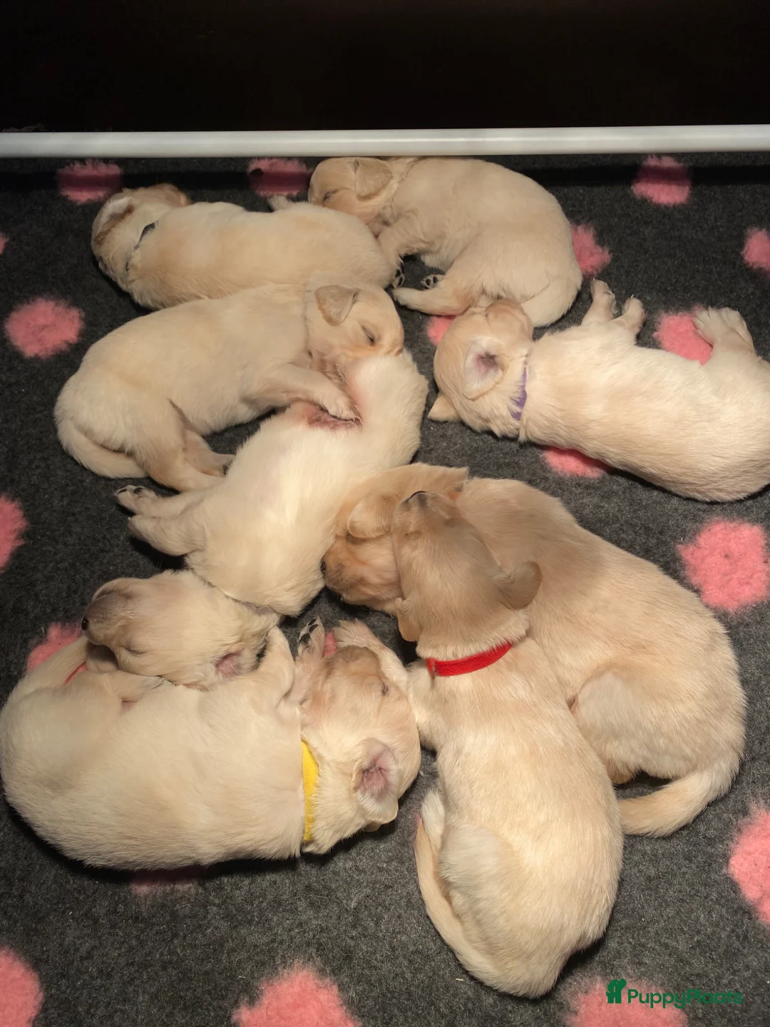 Golden Retriever honden te koop: Mooie witblonde golden retriever puppy’s  - Advertentie 5