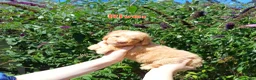 Labradoodle honden te koop: Direct beschikbaar 2 prachtige labradoodle reutjes - Advertentie 23