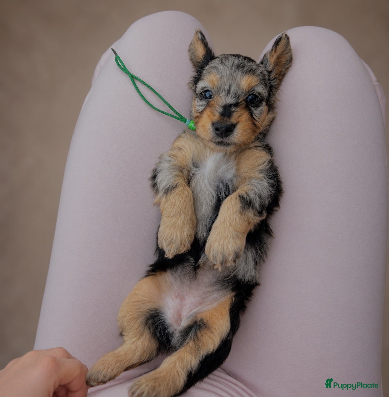Kruising honden ⭐️MALLETECKEL⭐️ 🐾dwergteckel X maltezer🐾 - Advertentie 10