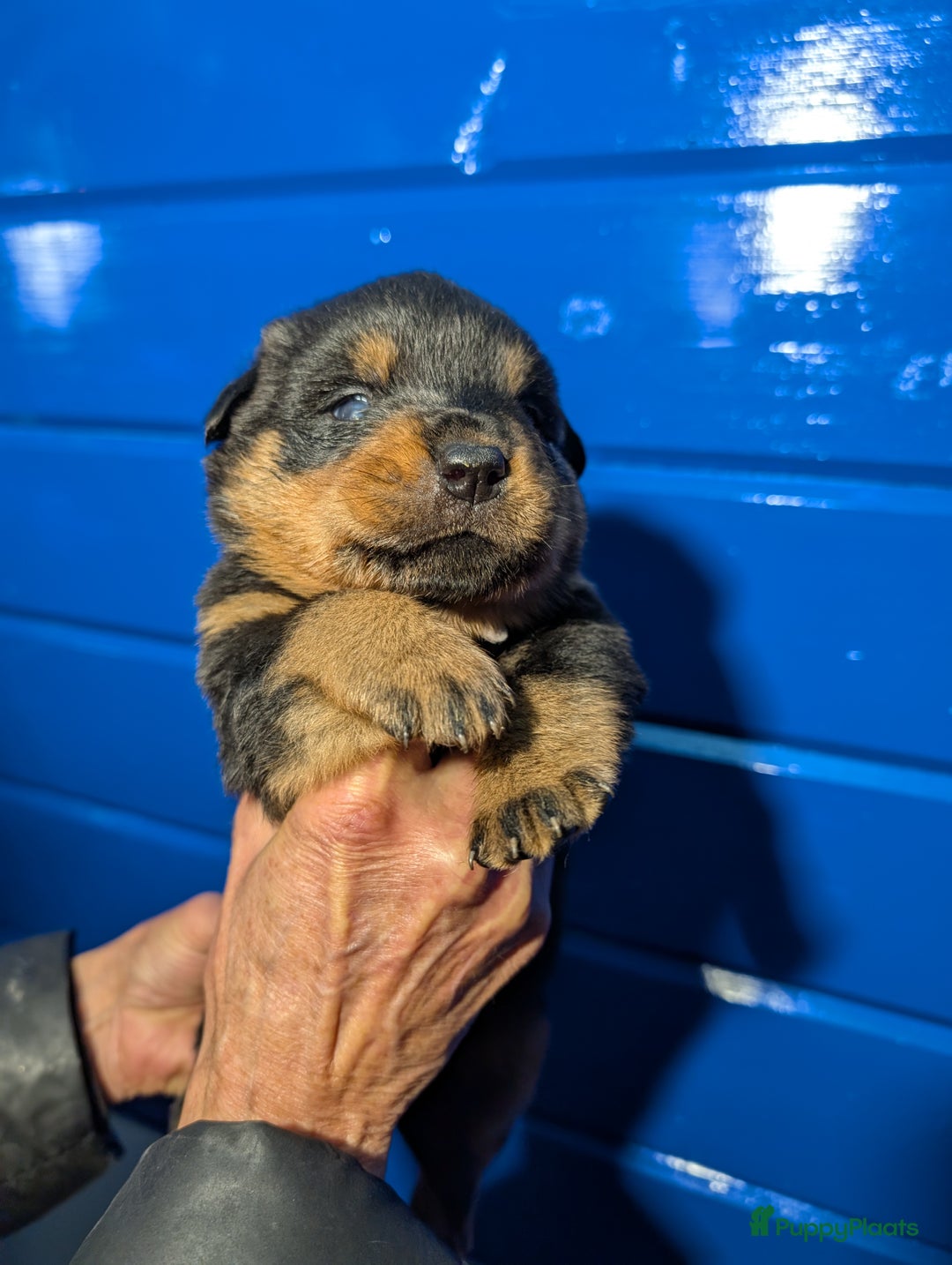 Rottweiler honden te koop: Zeer mooie rottweiler pups   - Advertentie 29