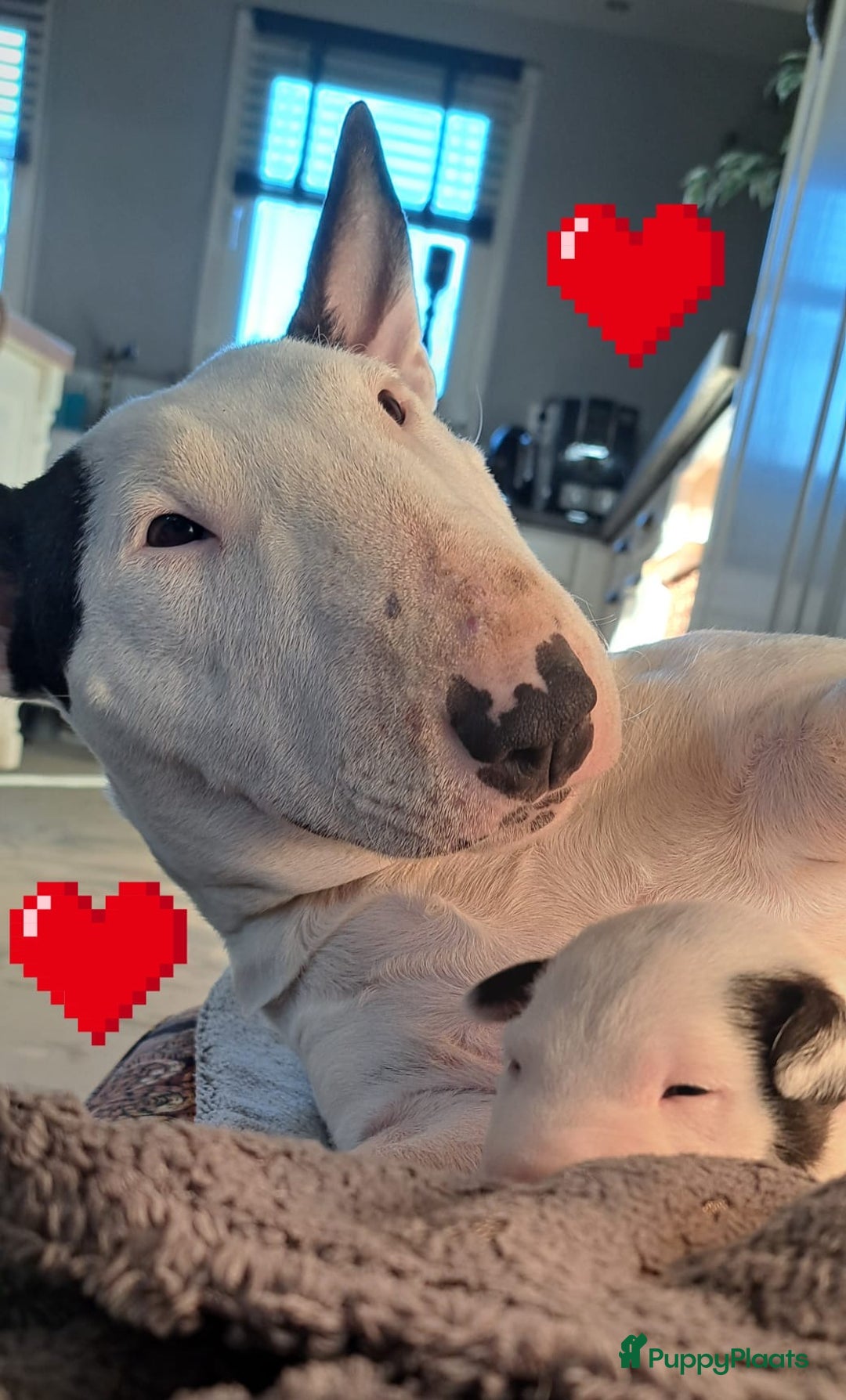 Bull Terriër honden te koop: Mini bull terriër met stamboom raad van beheer  - Advertentie 8