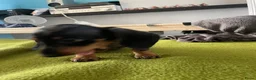 Teckel (korthaar)  honden te koop: Te koop nog 1 reutje kanichen  teckel  - Advertentie 4