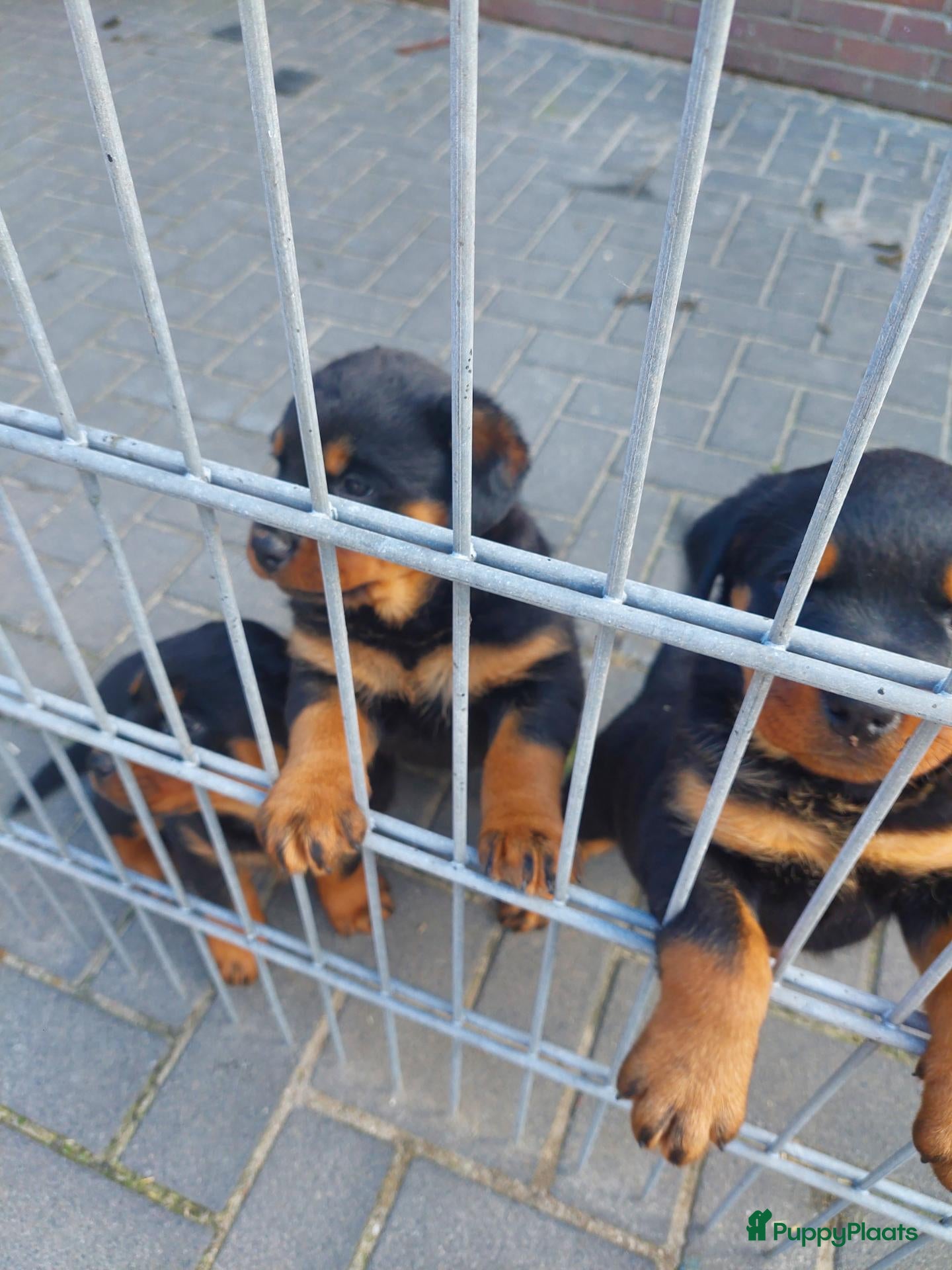 Rottweiler honden Rottweiler pups - Advertentie 1