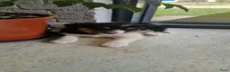Border Collie honden te koop: Nog 1 Border Collie pup 3 kleur, heel verleidelijk - Advertentie 5