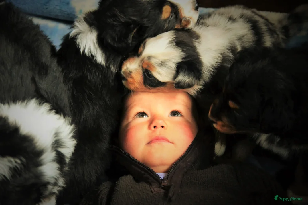 Galerij afbeelding {{count}}