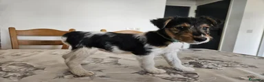 Fox Terriër Draadhaar 3