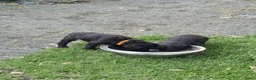 Labradoodle honden te koop: Labradoodles chocoladebruin F4, Medium - Advertentie 5