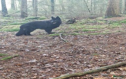 Duitse Herder honden ter dekking: Ermin Von Skorpionblut  in Eindhoven - Afbeelding 2