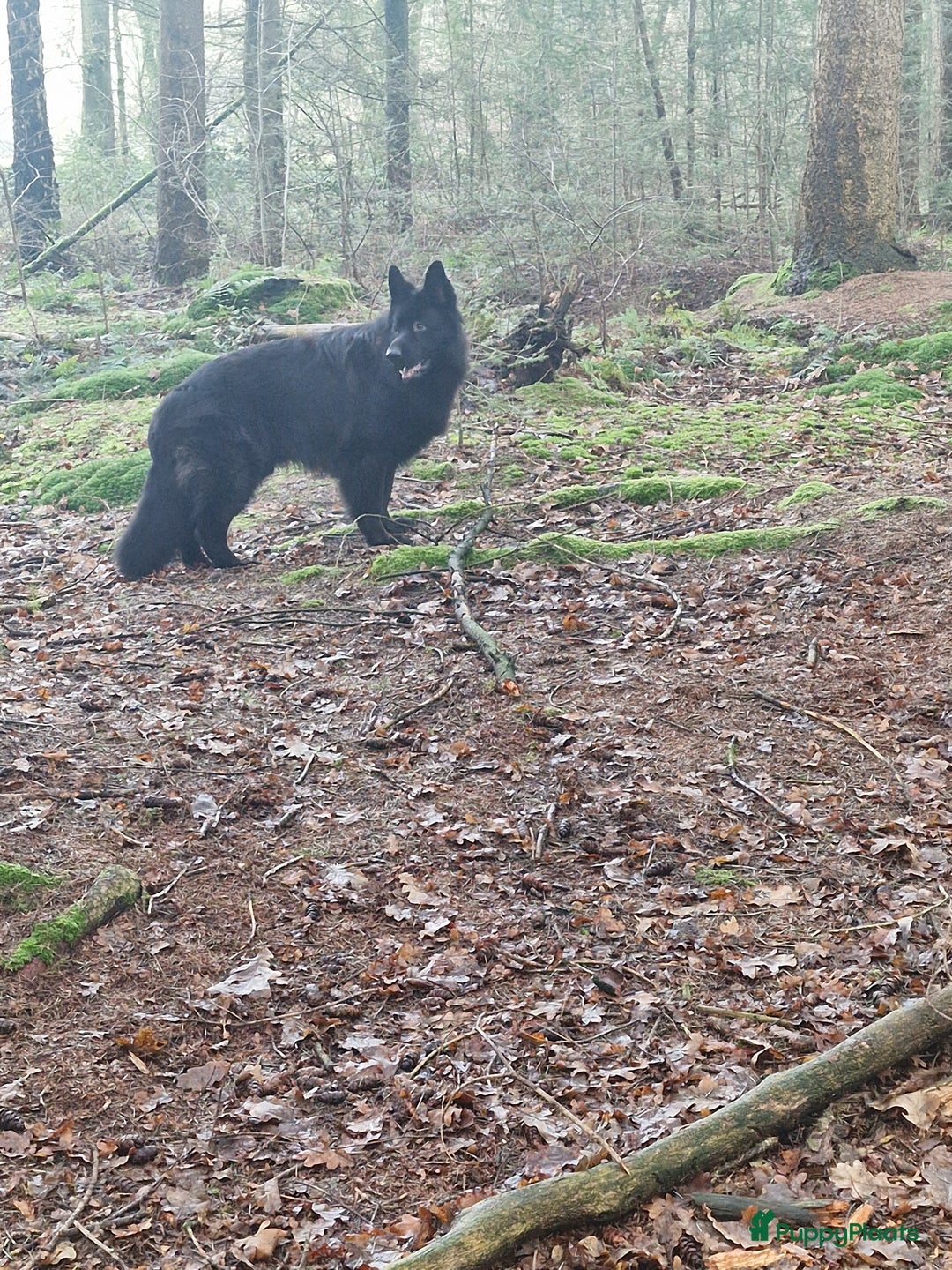 Duitse Herder honden ter dekking: Ermin Von Skorpionblut  in Eindhoven - Afbeelding 2