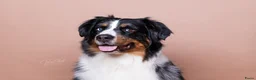 Australian Shepherd honden ter dekking: Ervaren Dekreu Aangeboden - australian shepherd - Advertentie 2