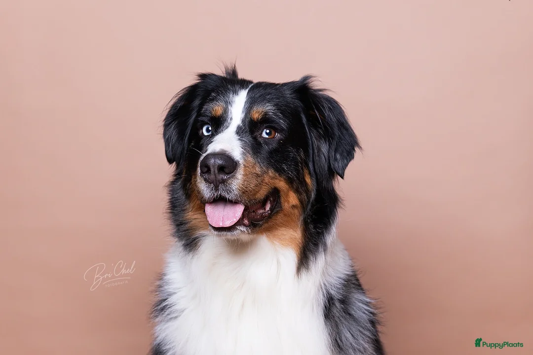 Australian Shepherd honden ter dekking: Ervaren Dekreu Aangeboden - australian shepherd - Advertentie 2