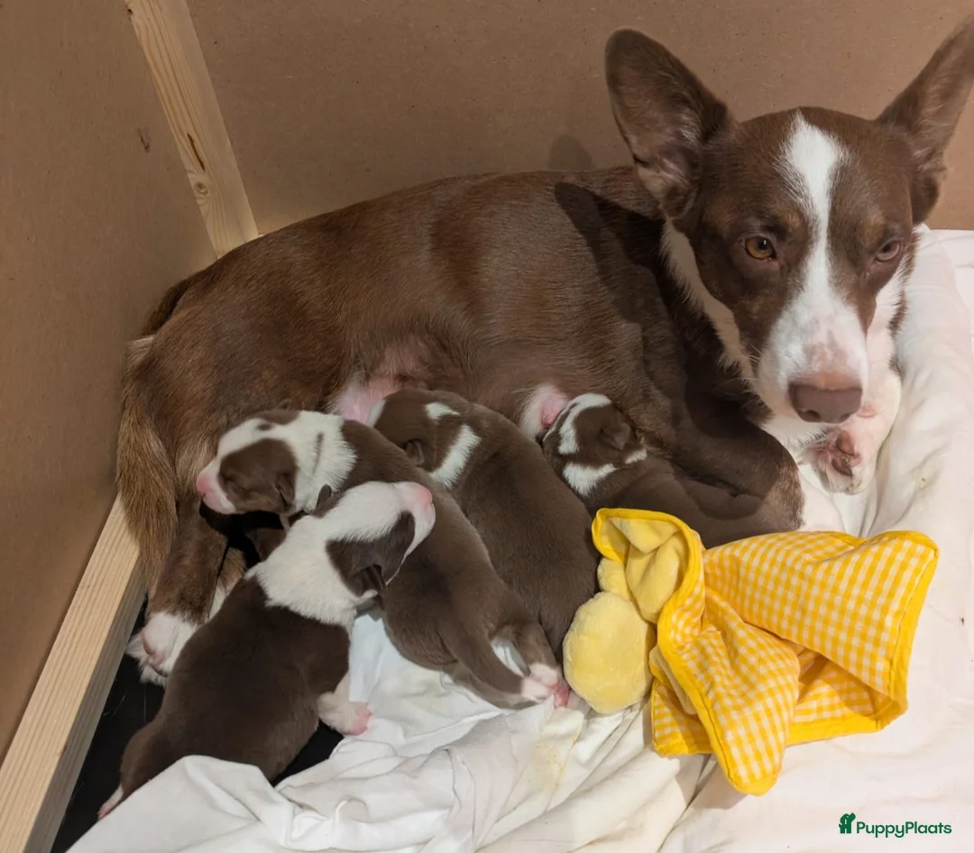 Welsh Corgi Cardigan honden te koop: Welsh Corgi Cardigan pups te Nieuwerkerken België - Advertentie 1