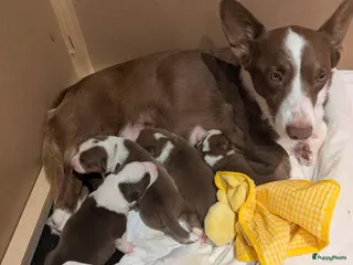 Welsh Corgi Cardigan honden Welsh Corgi Cardigan pups te Nieuwerkerken België - Advertentie 5