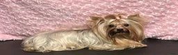 Biewer Terrier honden te koop: Classic Yorkshire teefje - Advertentie 8
