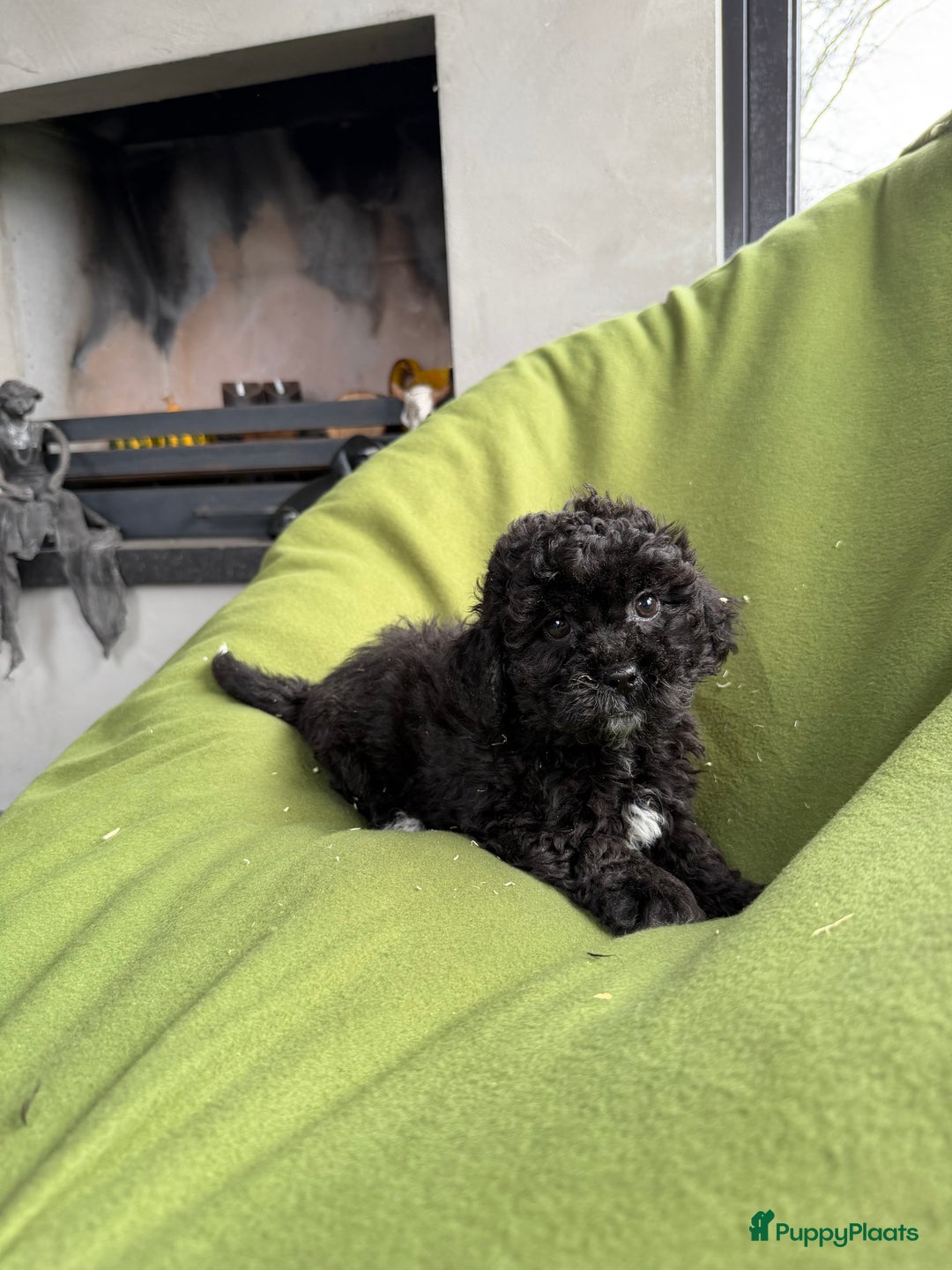 Maltipoo honden te koop: Maltipoo (Maltezer x Toy poedel) pups - Advertentie 8