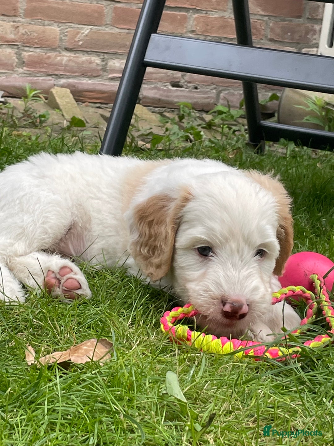 Australian Labradoodle honden te koop: Australian Labradoodle pups in Strijen - Afbeelding 25