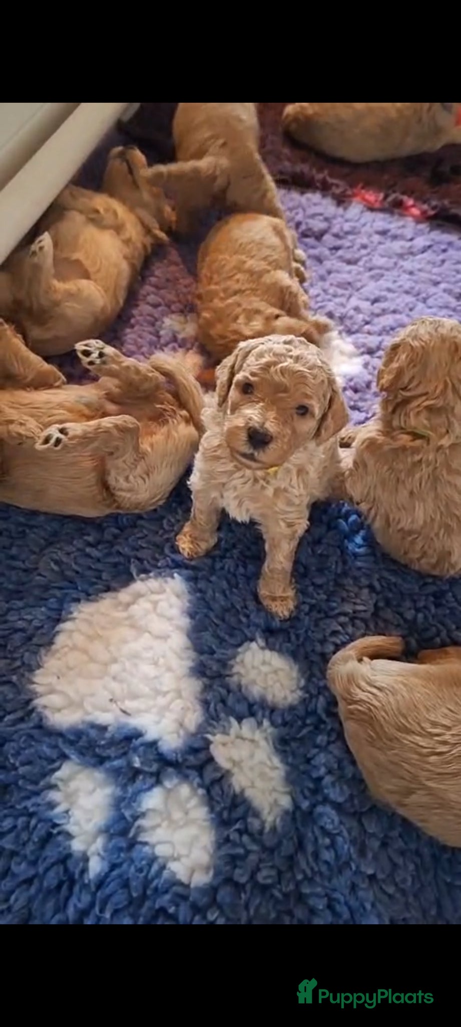 Labradoodle honden Prachtige Labradoodle Pups - Advertentie 3