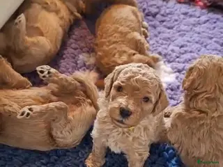 Labradoodle honden Prachtige Labradoodle Pups - Advertentie 3