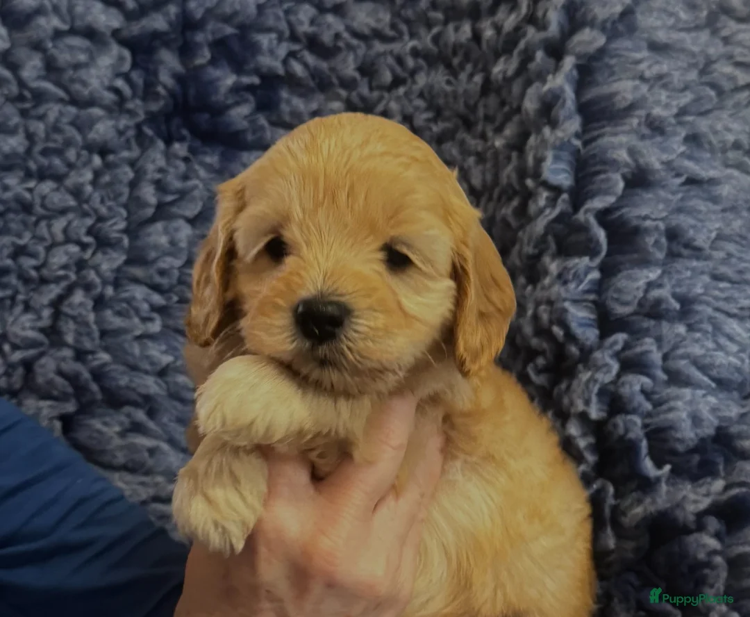 Australian Labradoodle honden te koop: te koop mini Australië labradoodle - Advertentie 1