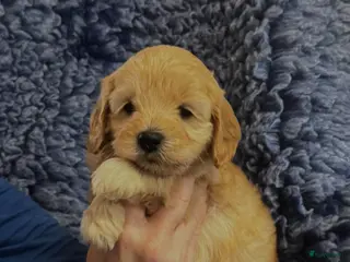 Australian Labradoodle honden te koop: te koop mini Australië labradoodle - Advertentie 1