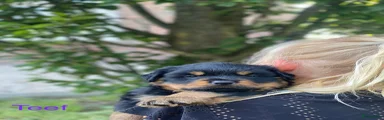 Rottweiler 5