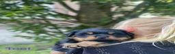 Rottweiler honden te koop: Lieve rottweilers puppy’s  - Advertentie 8