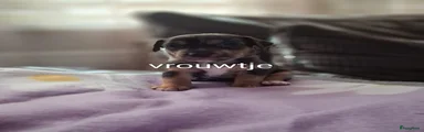 Jack Russel Terriër 3