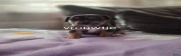 Jack Russel Terriër honden te koop: 5 leuke jack russel pups - Advertentie 25