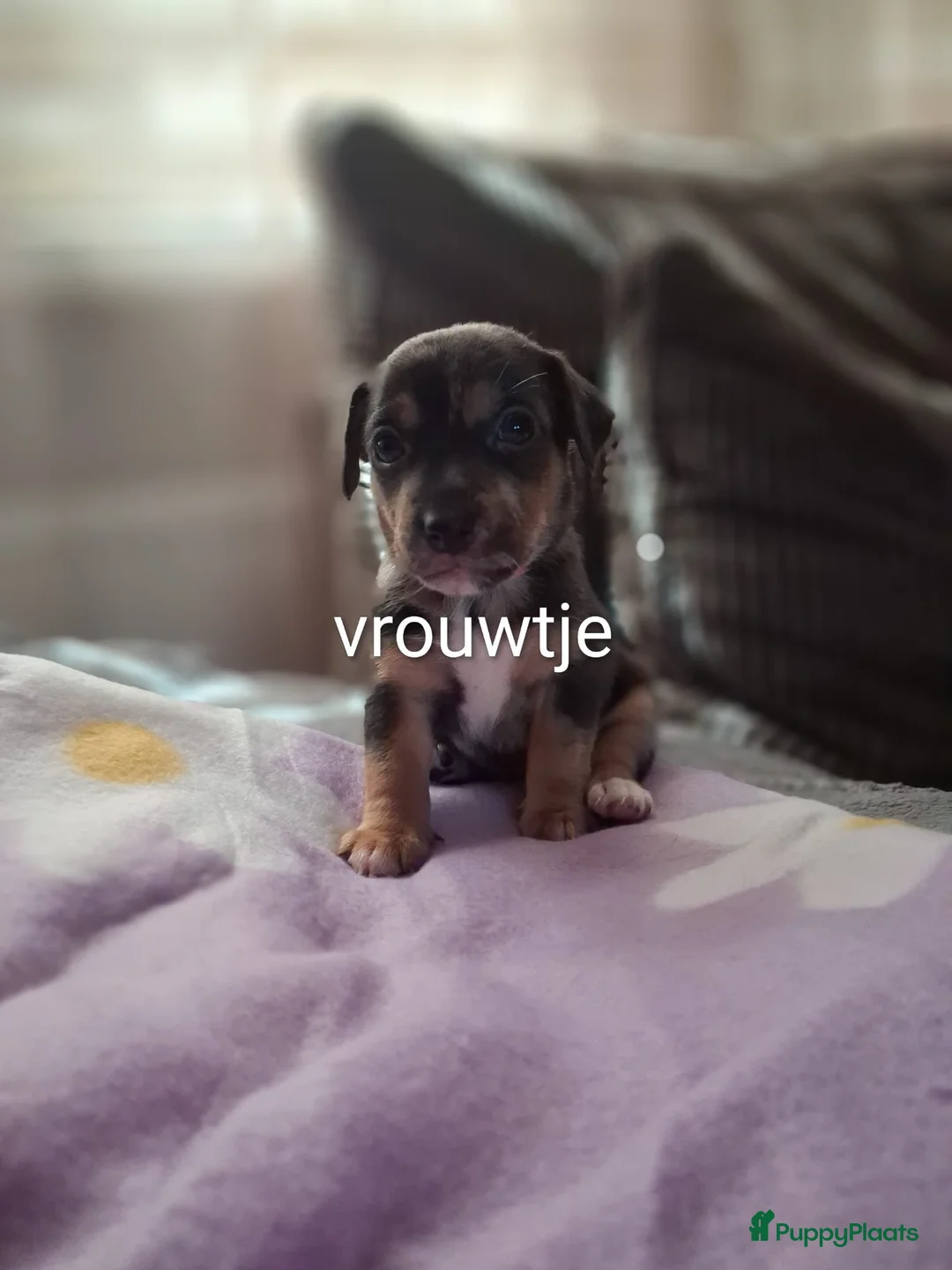 Jack Russel Terriër honden te koop: 5 leuke jack russel pups - Advertentie 25