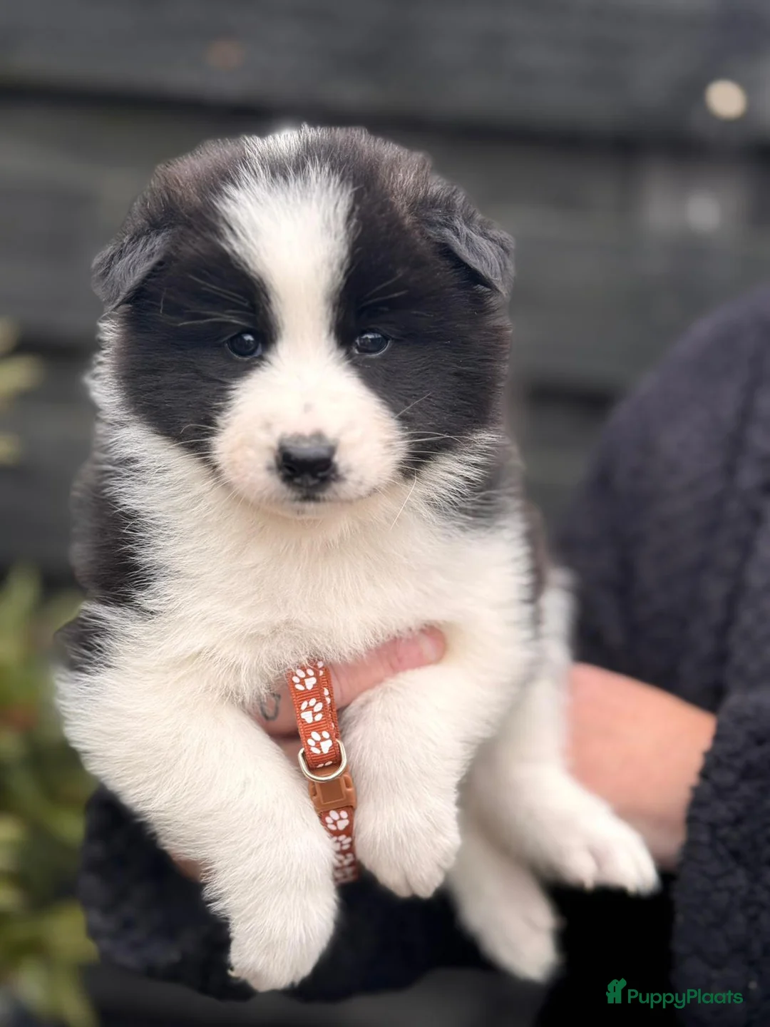 Kruising honden te koop: Pups samojeed j akita  - Advertentie 4