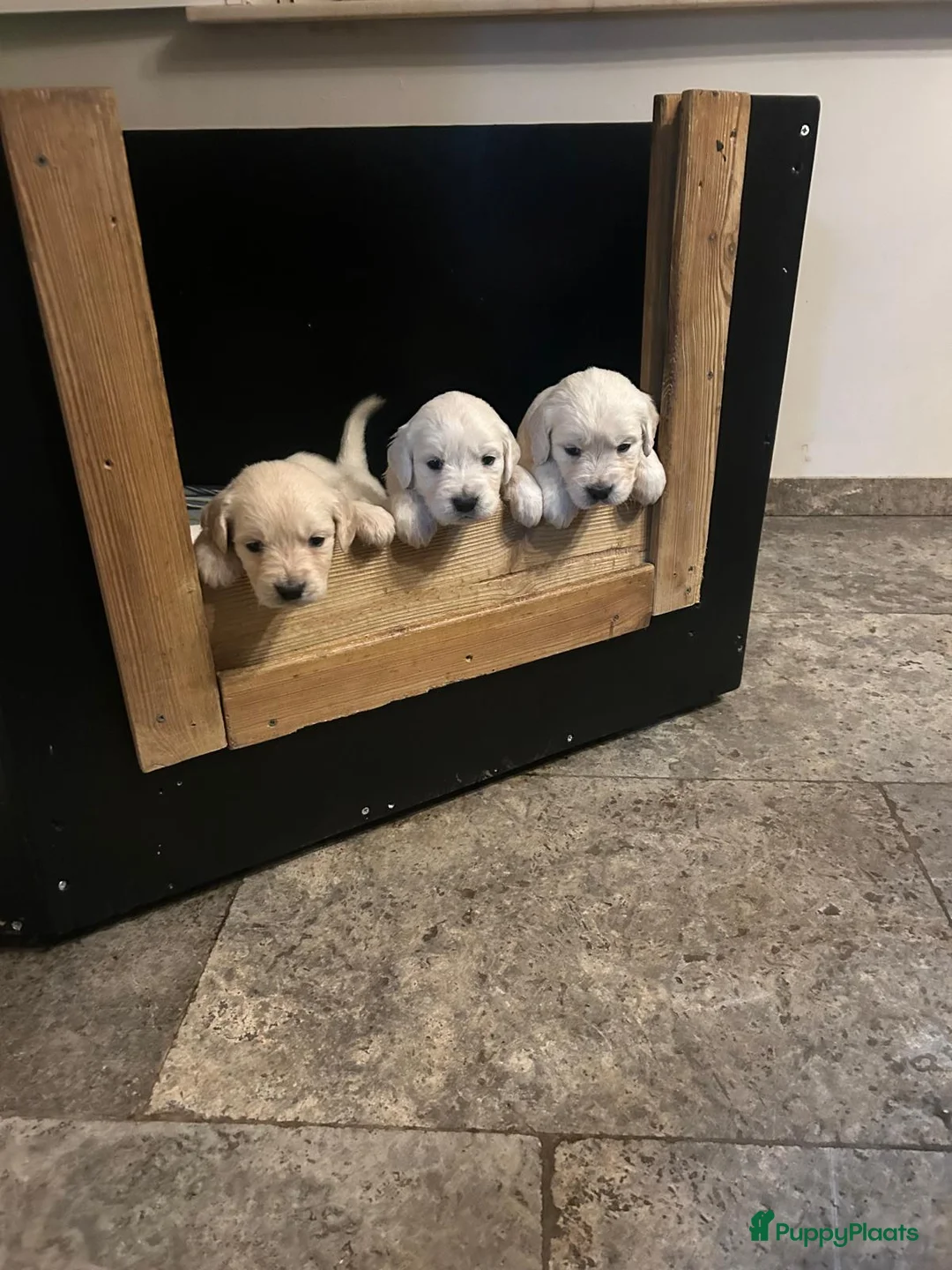 Golden Retriever honden te koop: Golden retiever pups - Advertentie 4
