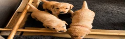 Labradoodle honden te koop: Laatste teefje Medium Labradoodle🐾 - Advertentie 15